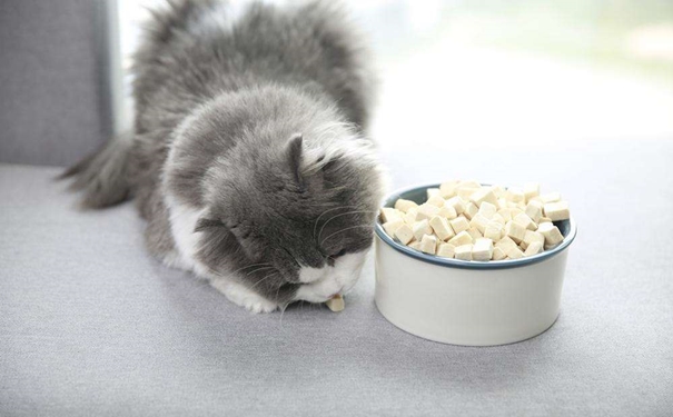 凍干寵物食品進口報關的流程是怎樣的？