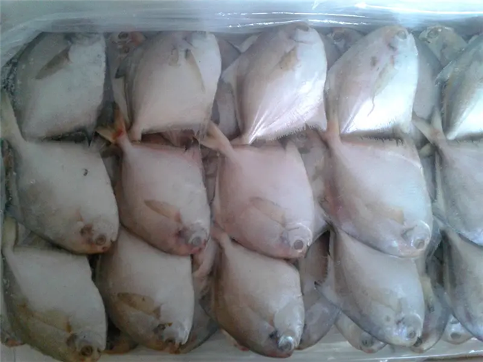 1670237182247313.png 冷凍白鯧魚(yú)進(jìn)口報(bào)關(guān).png